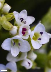 Veronica tetrasticha. Male flowers. Scale = 1 mm.
 Image: P.J. Garnock-Jones © Te Papa CC-BY-NC 3.0 NZ